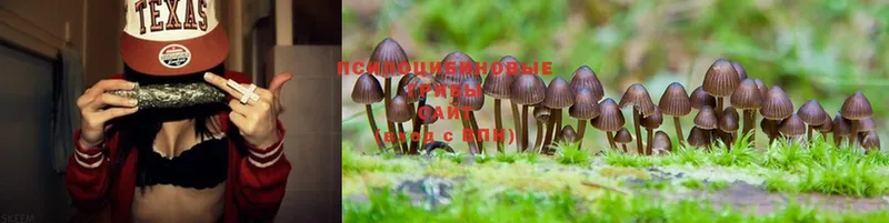 Галлюциногенные грибы Magic Shrooms Воскресенск